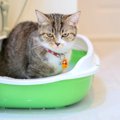 猫を不幸にしてしまう『猫トイレのNGな設置場所』4選　場所を変えると…