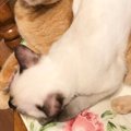 『6年前は白かった子猫』→現在の様子を見てみると……衝撃のビフォーアフタ…