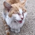 目が開かない状態で外をさまよっていた『ボロボロの猫』→保護されると…