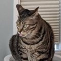 『トイレで踏ん張る猫』を見てみたら…予想外の『カッコよすぎるポーズ』が…