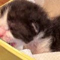 保護当時は『118gしかなかった子猫』…立派なレディに成長した『現在の様子…