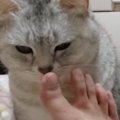 飼い主さんの『足のにおいを嗅いだ猫』が次の瞬間…想像以上に『臭そうなリ…
