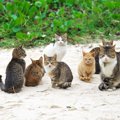 猫会議に込められた不思議な意味！開催理由と参加方法について