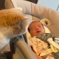 寝ている赤ちゃんに『そっと近づいた猫』→興味津々な様子で…微笑まし…