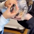 初めて『爪を切られた子猫』→顔を見たら…なんとも言えない『表情』が1…