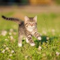 猫が早歩きするのはどんな時？5つの気持ち