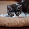 猫が『ふみふみ』したくなるのはどんなとき？3つのタイミングとその理由