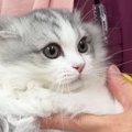 何も知らない子猫を『病院』に連れて行ったら…微笑ましすぎる光景と『…