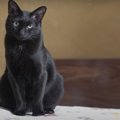 具合はいかが？シーズン初のこたつに沸き立つ猫ちゃんたち