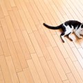 『畳とフローリング』猫との暮らしで選ぶならどっち？それぞれの良い点・…