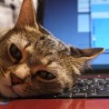 猫にまつわる「ネット用語」５個　あなたはいくつ知ってる？