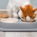 猫にとっての『正しい食器の選び方』3選　ポイントは「高さ」と「ヒゲ」