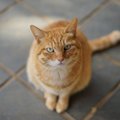 自己主張の強い猫がする８つの仕草