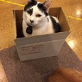 キャットストレススコアで判明。箱があるお部屋にいると猫はストレス…