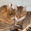闘病中で元気がない猫に……同居猫がとった『まさかの行動』に胸が熱く…