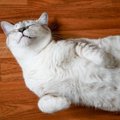 猫が『信頼できる』と認めている人だけ見せるサイン4つ