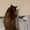 猫が『カーテンレールの上』に行こうとした結果…つい笑ってしまう『ま…