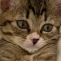 ハンモックの上を見てみると、子猫が……心奪われる人が続出の『素敵な…