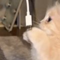 短足猫とコードを使って遊んでみた結果…想像以上の『白熱の戦い』が可…