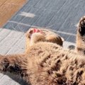 保護猫をおうちに迎えてから『４年』→日向ぼっこ中の様子を見ると…「…