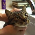 残念な抱っこ。シャンプーの予感に猫ちゃんは…？