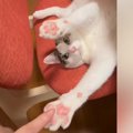 椅子の上でバンザイする猫→飼い主が指を差し出したら…可愛すぎる反応が17…