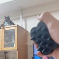 高い棚の上でくつろいでいたサビ猫→飼い主さんが『ブラシ』を見せると…ま…