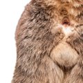 猫の『お尻がニオう』のは異常のサイン？考えられる4つの原因とお手入…