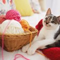 子猫と遊ぶ時は遊びすぎに注意！適した頻度や遊び方