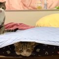 『隠れているのはだぁれ？』見えないバトルを繰り広げる猫ちゃんたち♡