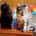 高齢で飼育困難になった20匹の猫…多頭崩壊防止に絶対すべき策とは？