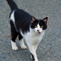 日本で暮らす猫の種類について