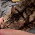 探偵猫ちゃん！隠されたおやつを見つけるの巻