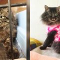 塀の上から見つめてくる猫…保護されずっとのお家で幸せに！