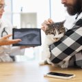 猫の『レントゲン検査』に関する4つの知識　撮影してわかることや必要…