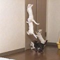 ご飯前の『子猫5匹』隠し撮りしてみたら…匂いで気付いたときの行動が…