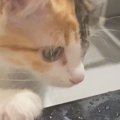 お風呂が好きすぎる猫→お風呂場にやってくると…微笑ましすぎる様子に「お…