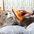 長毛種の猫飼いさん必見！一瞬でとれる楽々ブラシ♪