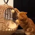 猫がキャットハウスの中でくつろぐと思ったら…まさかの『使い方』と『表情…