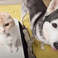 暖かくなってきて『コタツ』をしまおうとしたら、猫と犬が…断固拒否する様…