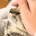 頭をなでられて『うっとりとした表情の猫』→手が離れると……可愛すぎる瞬間…
