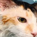 お風呂に入れられた猫→逃げ出すかと思いきや…想像以上に『お風呂大好き』…