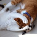 猫同士のケンカを『仲裁する方法』3つ　じゃれ合いとの見分け方や争いを防…