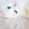 猫が大好きな『またたび』の活用術3つ　効かない猫もいる理由とは？