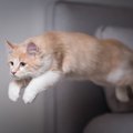 猫が『すごく楽しんでいる』ときにみせるサイン3つ　愛猫を喜ばせるた…