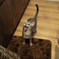 愛猫が『飼い主さんをじっと見つめて鳴く』のはなぜ？考えられる4つの…