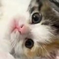 可愛いポーズで『毛布の上に寝転がっていた子猫』→次の瞬間…まさかの『あ…