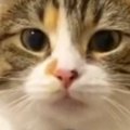 仕事に行こうとしたら、『ジーっと見つめてきた猫』→次の瞬間…思わず休み…
