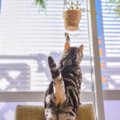 猫によくやられてしまう『お部屋荒らし』5選　散らかす理由や被害を減らす…