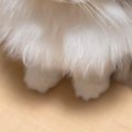 深夜の作業中、後ろを振り返ると『猫』が……あまりにも愛おしい『健気な様…